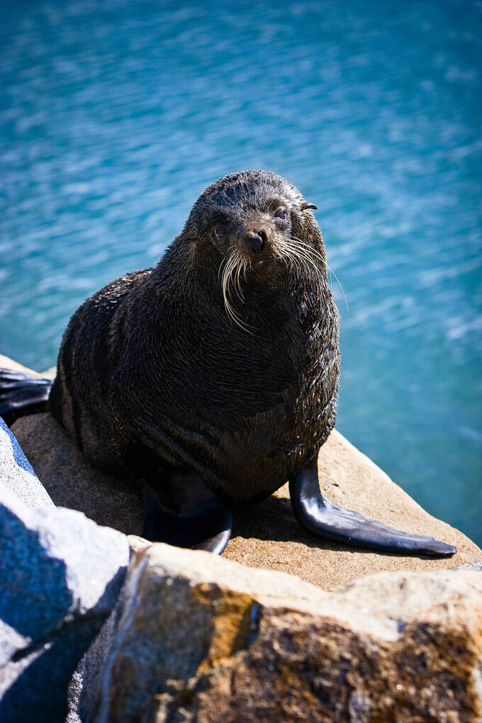 Bermagui Seal 2