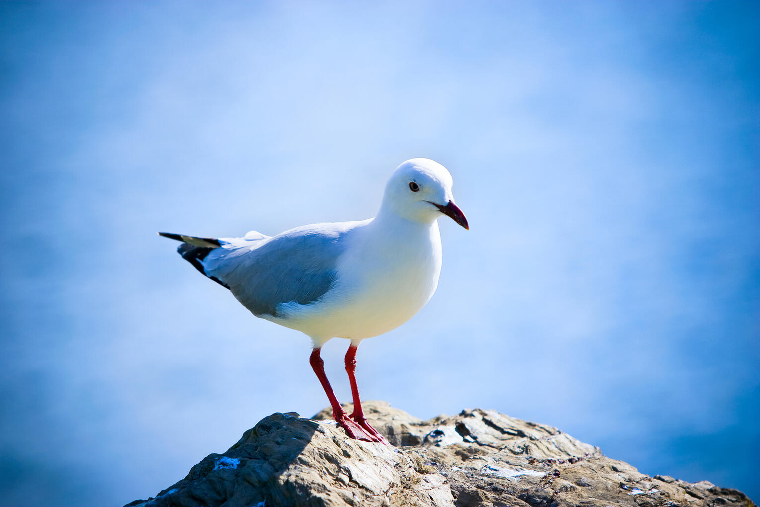 Bermagui Seagull