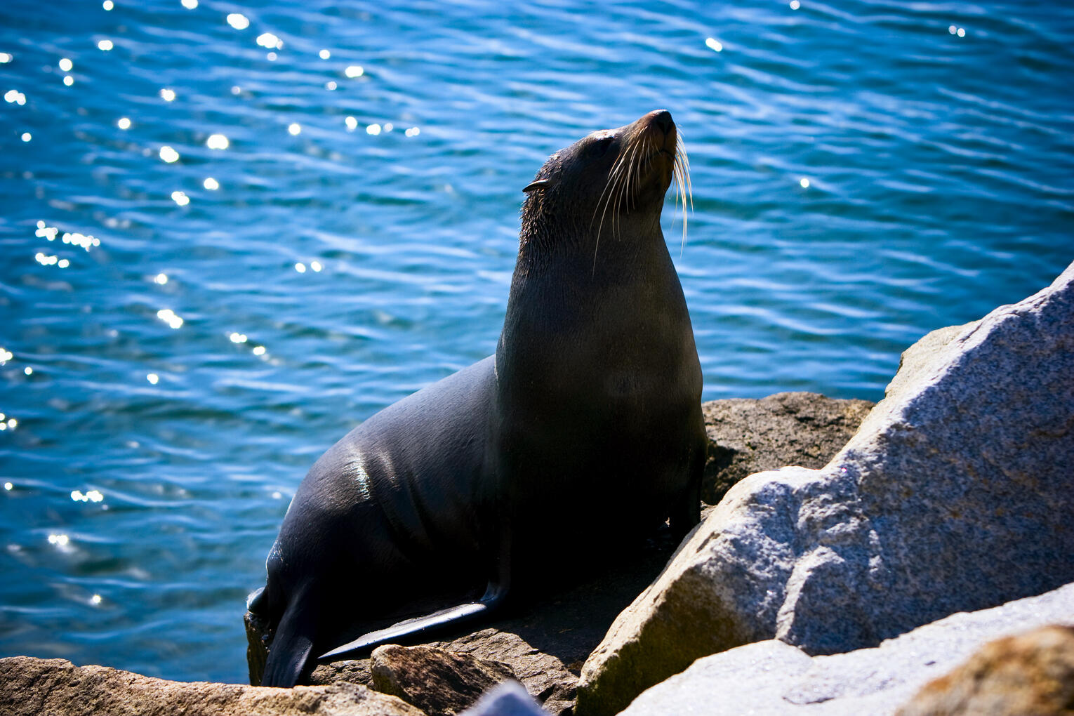 Bermagui Seal