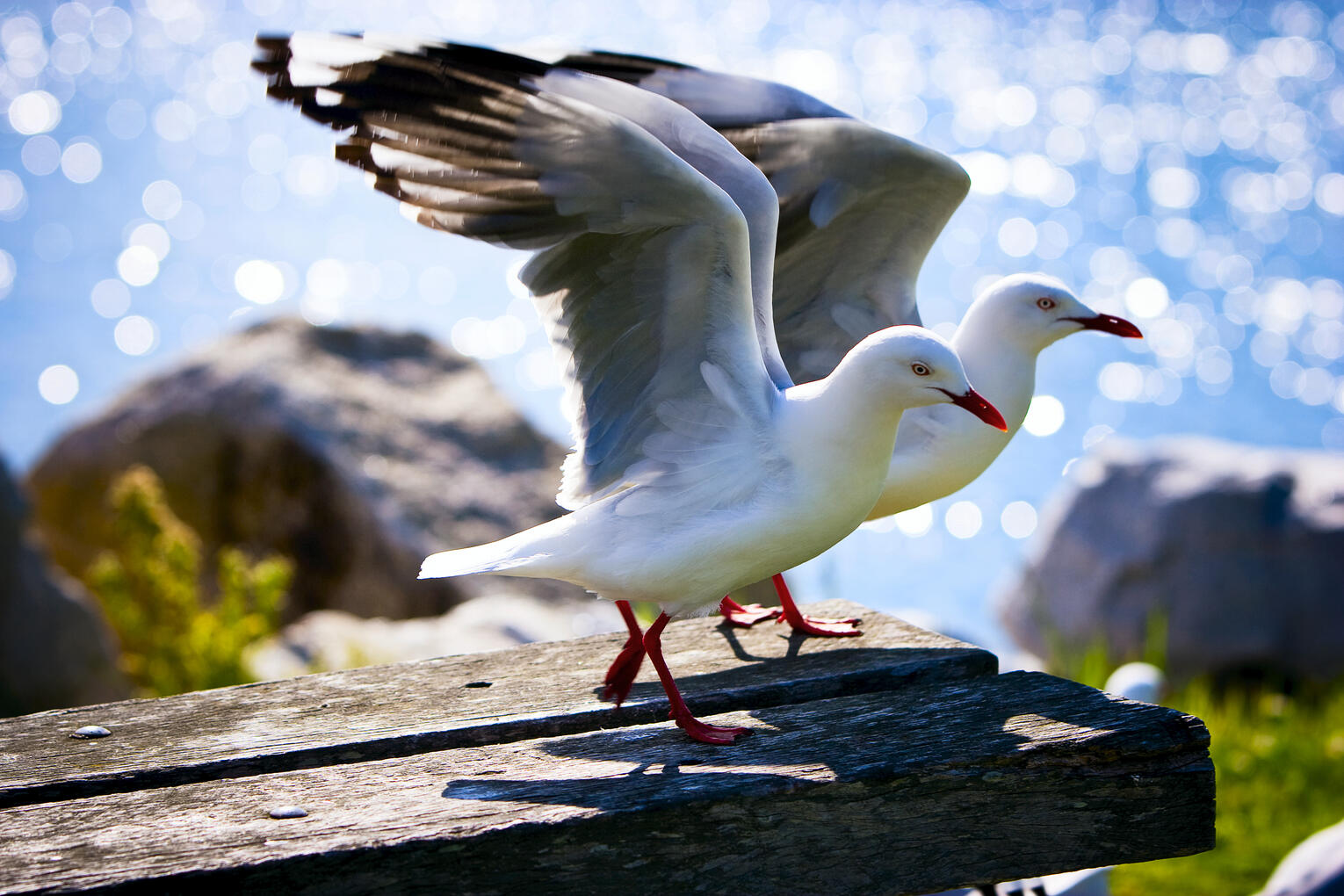 Bermagui Seagull Pair